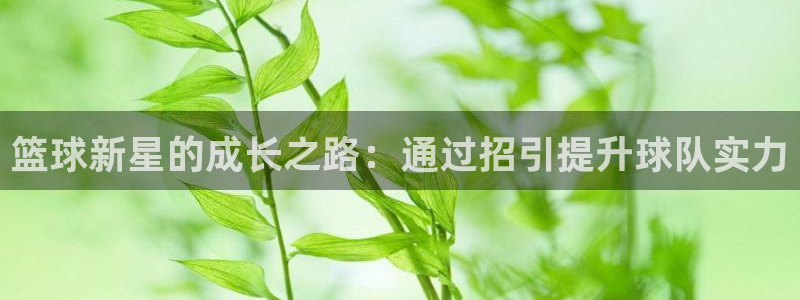  篮球新星的成长之路：通过招引提升球队实力