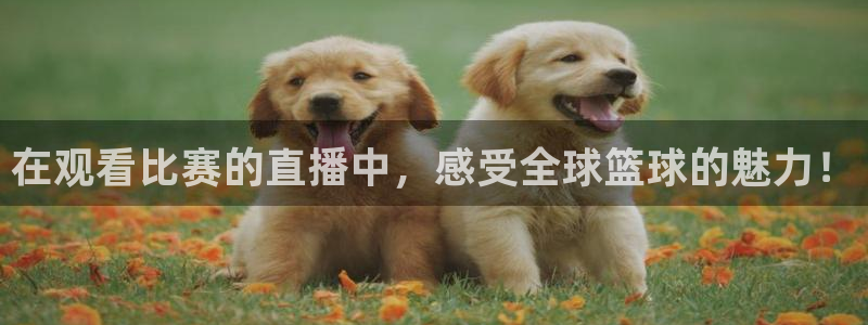PG体育电子平台：在观看比赛的直播中，感受全球篮球的魅力！
